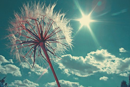 beautiful-dandelion-photography-sun-favim-com-416825